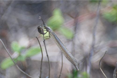 Réf. 336 673 : Creoleon lugdunensis